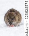 Brown rat 123628575