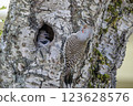 Northern flicker bird 123628576
