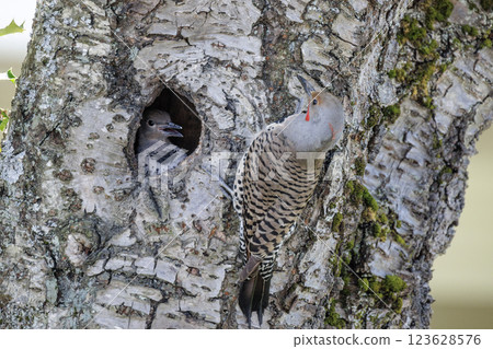 Northern flicker bird 123628576