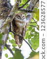 Barn owl 123628577