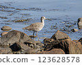 Willet bird 123628578