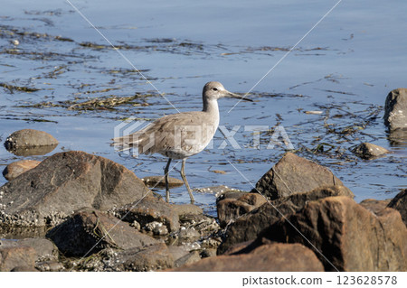 Willet bird 123628578