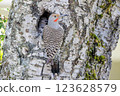 Northern flicker bird 123628579