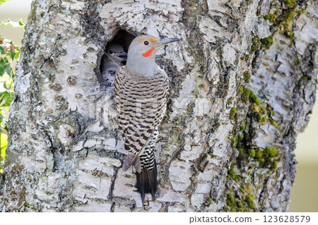 Northern flicker bird Northern flicker bird 123628579