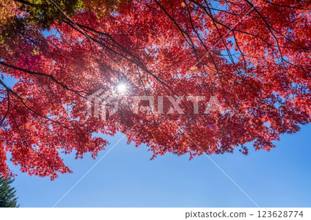 Looking up at the blue sky background, the bright red maple leaves and light streaks are in full bloom. 123628774