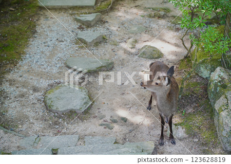 彌山,位於廣島縣宮島,是日本嚴島神社的所在地 彌山,位於廣島縣宮島,是日本嚴島神社的所在地 123628819