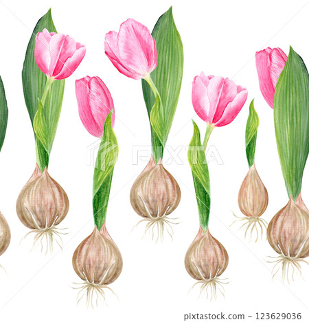 Pink tulip bulb flowers and a leaf watercolor seamless border isolated on white. Hand painted flower. High quality clip art perfect for mother's day, women's day cards, posters, seed packages, decor Pink tulip bulb flowers and a leaf watercolor seamless border isolated on white. Hand painted flower. High quality clip art perfect for mother's day, women's day cards, posters, seed packages, decor 123629036