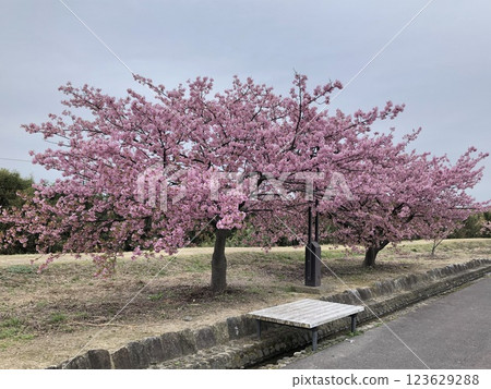 Kawazu cherry blossoms in full bloom 123629288