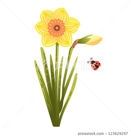 Illustration of bright yellow daffodil with green leaves and cute ladybug in hand drawn style  123629297