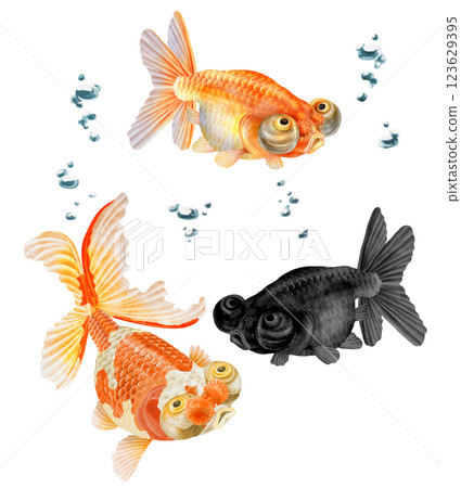 Three elegant goldfish 123629395