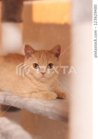 Cat Cat 123629480