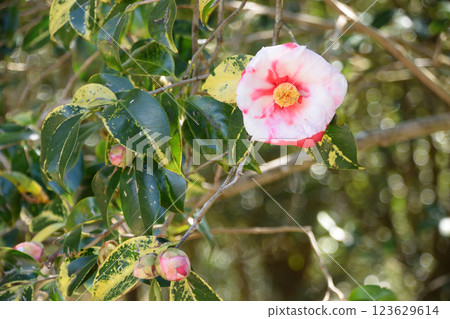 第一隻螢火蟲 123629614