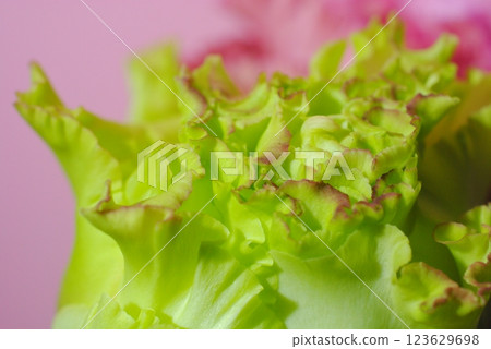 Turkish bellflower, Turkish bellflower, Eustoma, annual plant Turkish bellflower, Turkish bellflower, Eustoma, annual plant 123629698