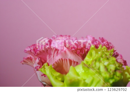 Turkish bellflower, Turkish bellflower, Eustoma, annual plant Turkish bellflower, Turkish bellflower, Eustoma, annual plant 123629702