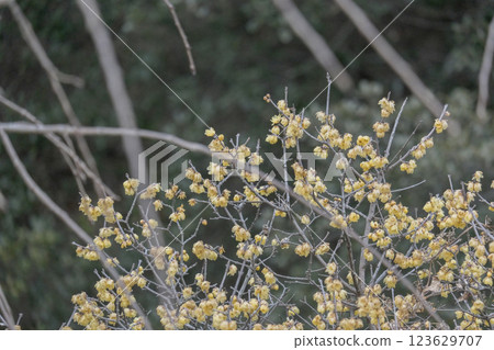 Wintersweet Wintersweet Winter plum Spring Wintersweet Wintersweet Winter plum Spring 123629707