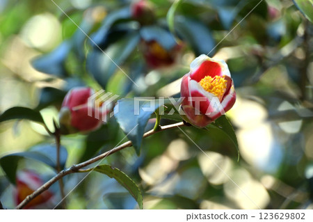 塔阿努拉 塔阿努拉 123629802