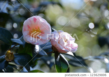 Flock of sparrows (Siberian sparrows) Flock of sparrows (Siberian sparrows) 123629806