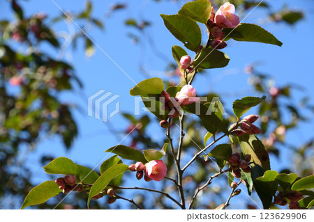 Rose Flora 123629906