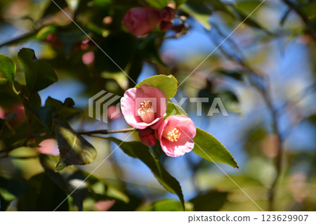 玫瑰花叢 玫瑰花叢 123629907