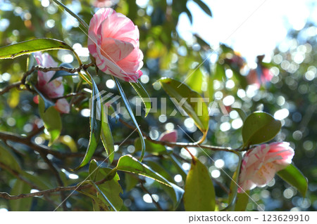 春日影子 春日影子 123629910