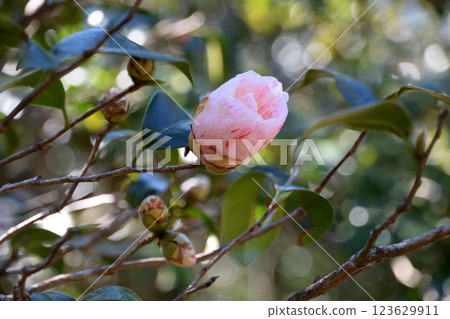 Kasuga Shadow 123629911