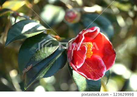 Merry Christmas 123629998