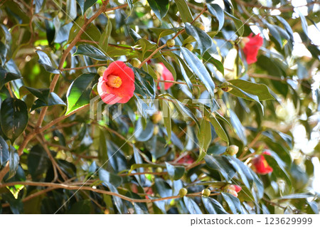 Yabutsubaki 123629999