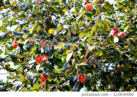Apple Camellia 123630000