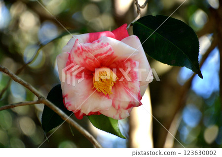 Big Rainbow 123630002