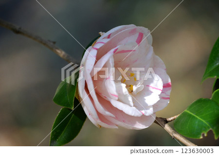 冬至牡丹 123630003