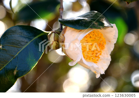 White Choraku White Choraku 123630005