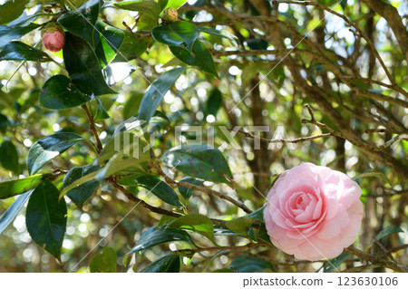 Pink Dahlia Pink Dahlia 123630106