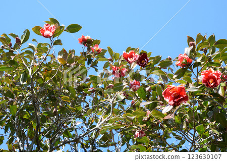 火舞酒吧 123630107