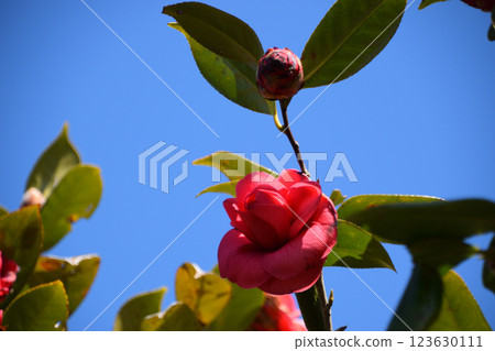 Massotiana rubra 123630111