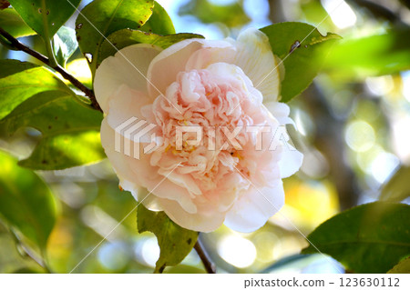 Mrs. D.W. Davis Discanso 123630112