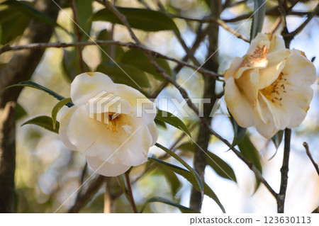 D.W. Davis Discanso 女士 123630113