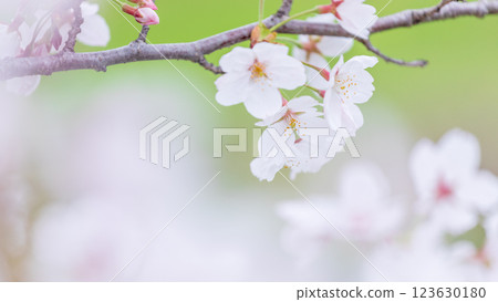 櫻花春天 櫻花春天 123630180