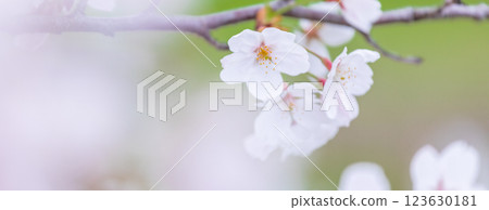 櫻花春天 櫻花春天 123630181