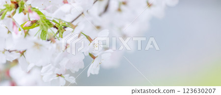 櫻花春天 櫻花春天 123630207