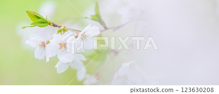 櫻花春天 櫻花春天 123630208