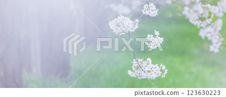 櫻花春天 櫻花春天 123630223