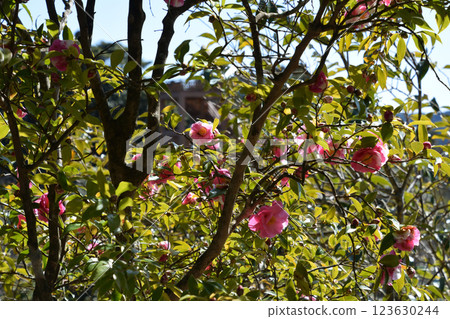 塔瑪·貝爾 123630244