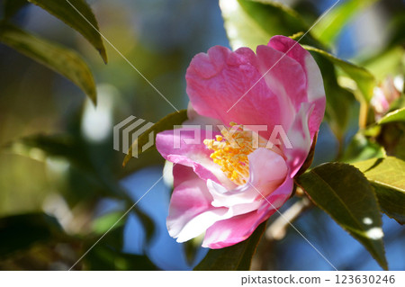 查林酒吧 123630246