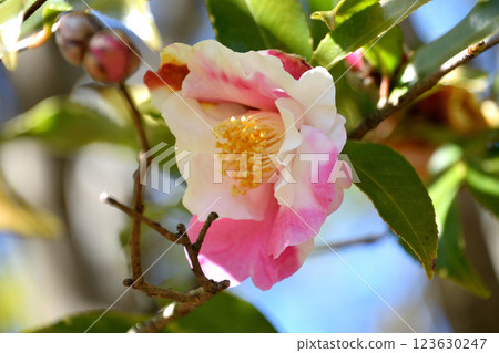 查林酒吧 123630247