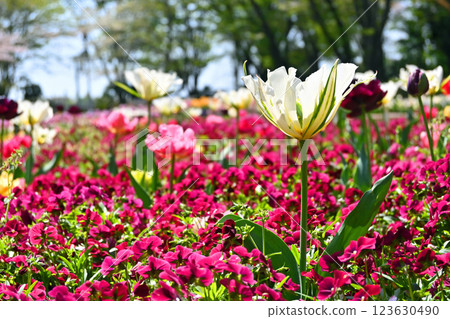 Swaying white tulips 123630490