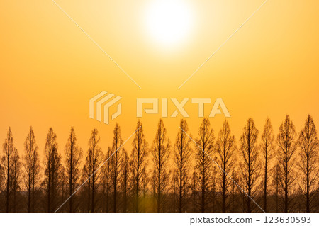 「埼玉縣」美麗的水杉與夕陽 123630593