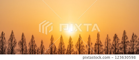 「埼玉縣」美麗的水杉與夕陽 123630598