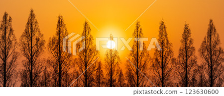 "Saitama Prefecture" Beautiful Metasequoia Tree Line and Sunset 123630600