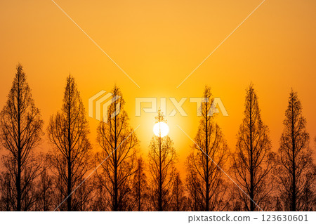 「埼玉縣」美麗的水杉與夕陽 123630601