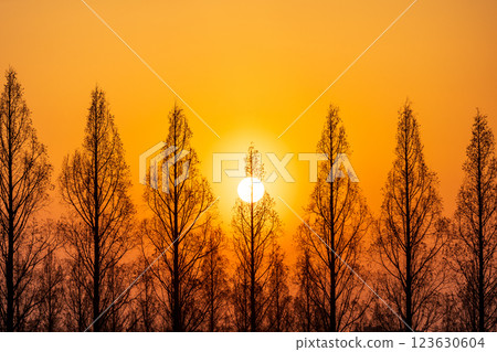 "Saitama Prefecture" Beautiful Metasequoia Tree Line and Sunset "Saitama Prefecture" Beautiful Metasequoia Tree Line and Sunset 123630604